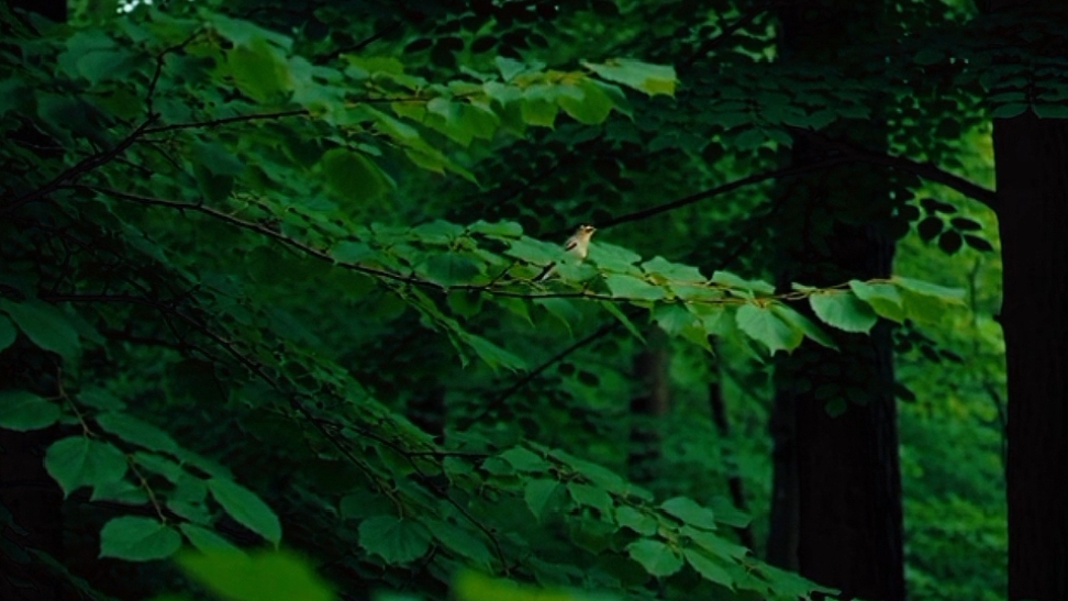 Только звуки леса и пение птиц - Зелёный лес - Идеально подойдут для вашего отдыха и сна.