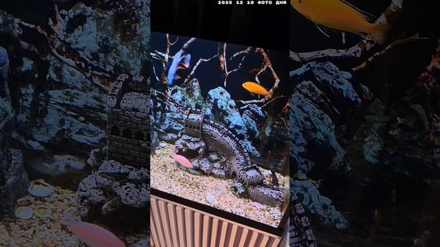 2025 12 10 ФОТО ДНЯ HD.mp4