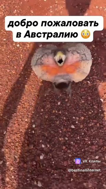 бу испугался не бойся