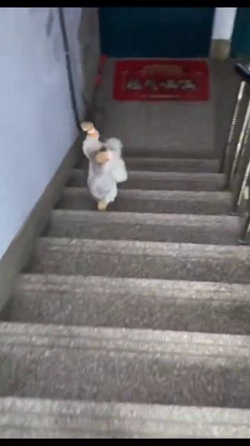 Тапки на пуделе