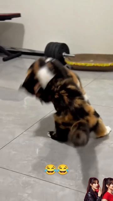 Кошачий бой 🔥😅