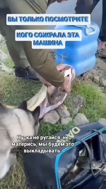 Видео от За Трофеем: Охота и Рыбалка