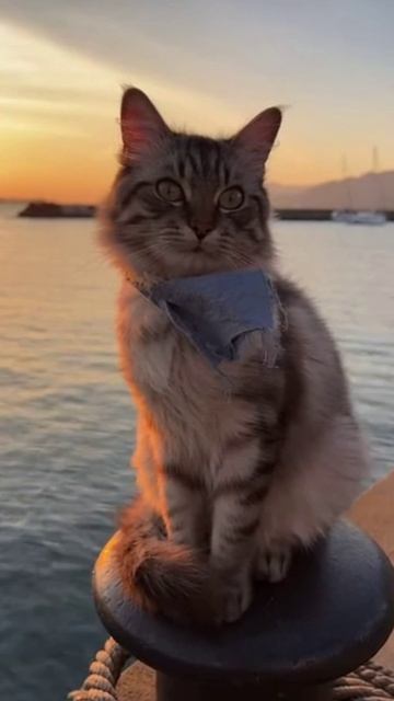 кот философ