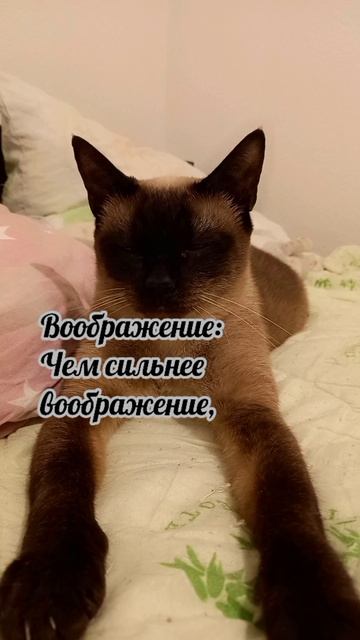 Клеопатра
#факты #история #уход #жизнь # #радость #интересно #рекомендации #популярное #подборка #ко