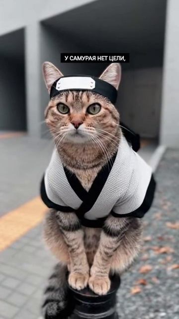 кот самурай 2