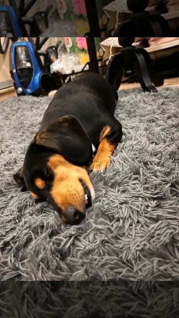 Невероятное явление. Такса умеет разговаривать.