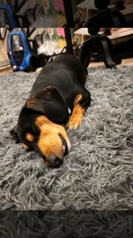 Невероятное явление. Такса умеет разговаривать.