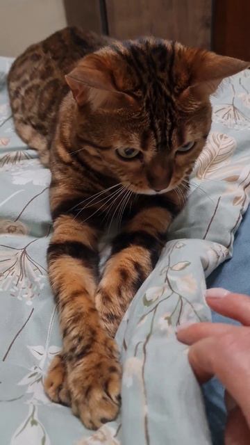 Бенгальская кошка Леопарда #веселыекоты #видосыоткота