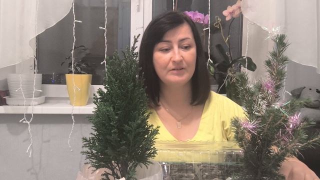 Растёт ли эустома? КИПАРИС И КОНИКА НОВОГОДНИЕ РАСТЕНИЯ.