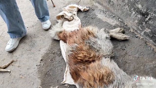 Осмотр ветеринара (для учебной работы)