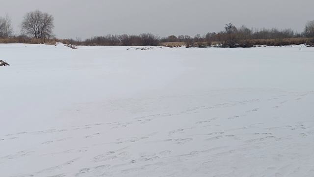 Ни рыбы ни мяса... /DG_KHAGAY