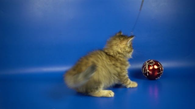 Сибирский котик Potap, 1,5 месяца, золотой пятнистый окрас