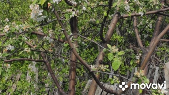 Радости бытия