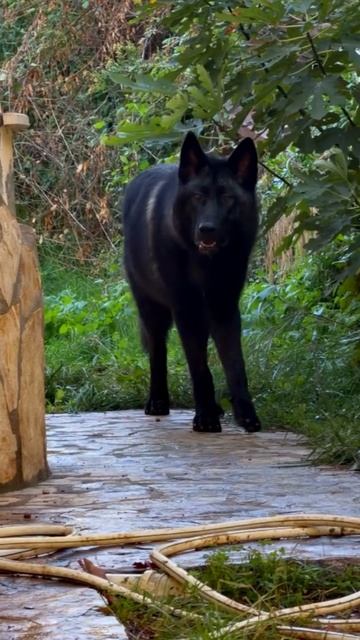 В гости пришли