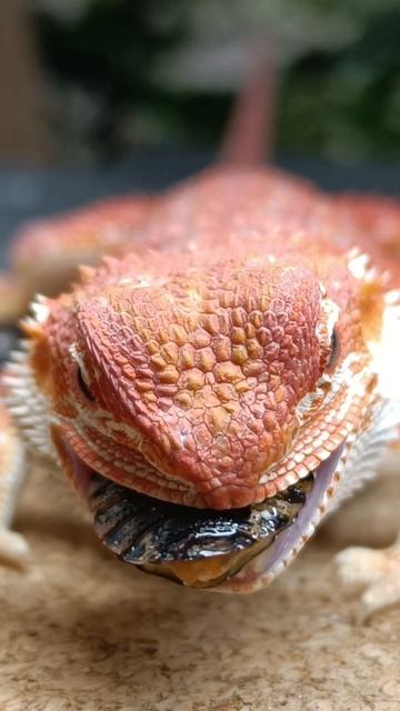 #dragon #дракон  #animal #live #shorts