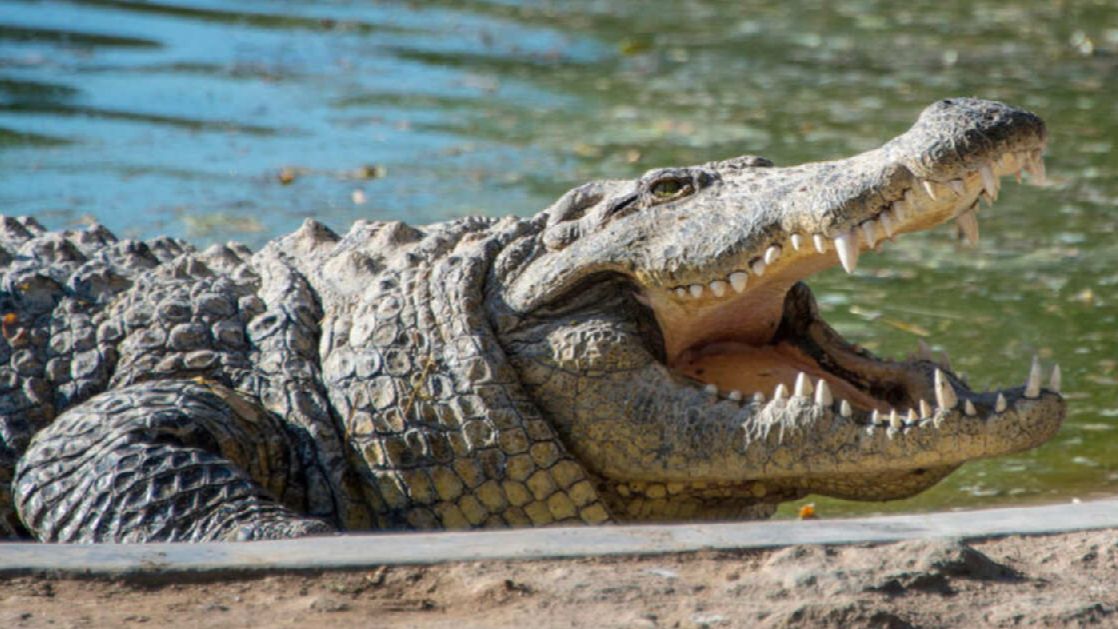 Крокодил растерзал собиравшего морские огурцы мужчину