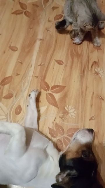 кость не по мне