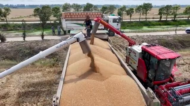 🌾В Китае выросла урожайность зерновых культур