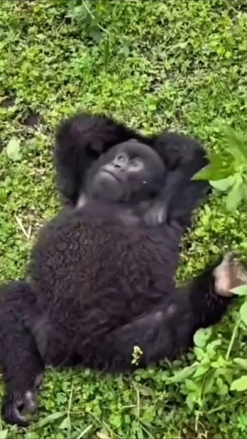 что это за вирус приколы мем юмор вирус