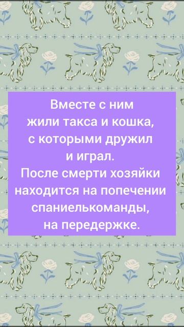 Ищет дом английский кокер-спаниель Даня.  Москва