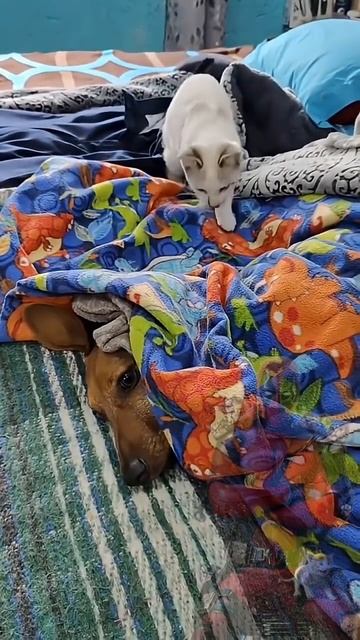 Снова лютый бой лютый бой. Но мы скажем людям - это любовь. 