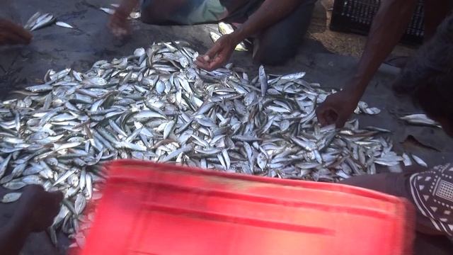 Шри Ланка. Рыбаки и улов