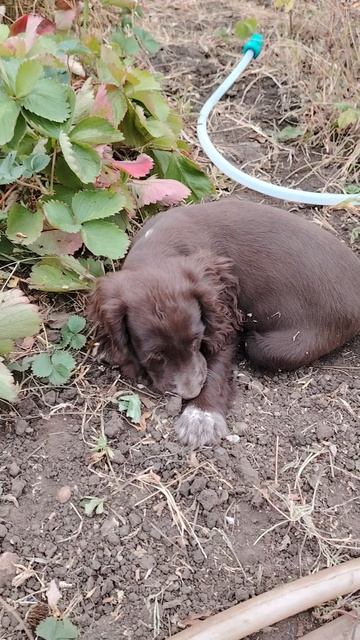 Шоколадка Адель.