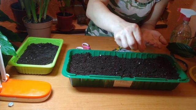 ЦИНЕРАРИЯ - ПОСЕВ НА РАССАДУ В МАРТЕ .