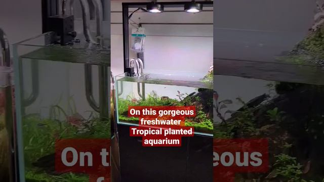 Beautiful #freshwater #tropical planted Aquariums at newtown aquarium Sydney Australia