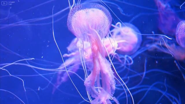 Aquarium 4K VIDEO (ULTRA HD) - Beautiful Coral Reef Fish - Sleep Relaxing Meditation Music