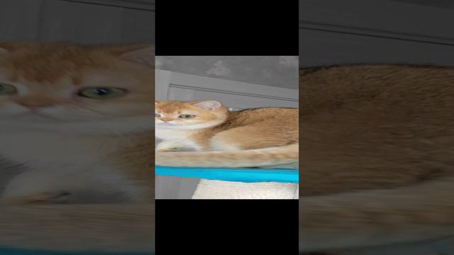 Otto.mp4