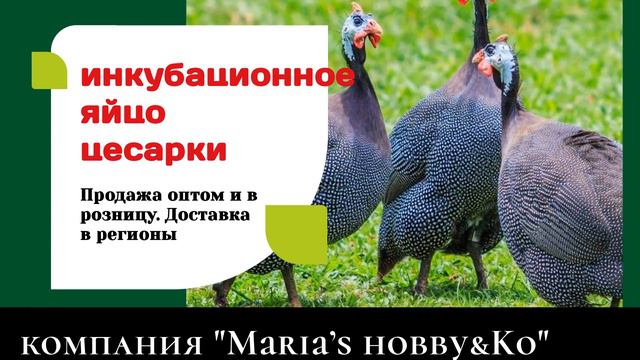 Maria’s hobby&Ko  продажа инкубационного яйца