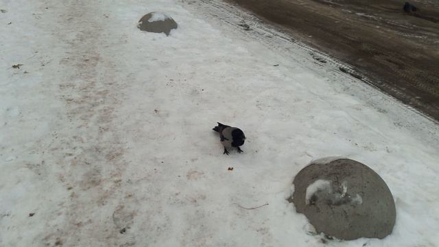Ворона невероятно нежным голосом просит добавки к обеду🥰Как  можно отказать?😚🙂😄🤝