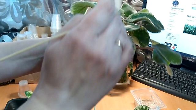 Что такое пасынки и как с ними "бороться"!