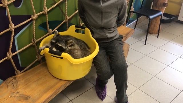 Енот ворует из карманов