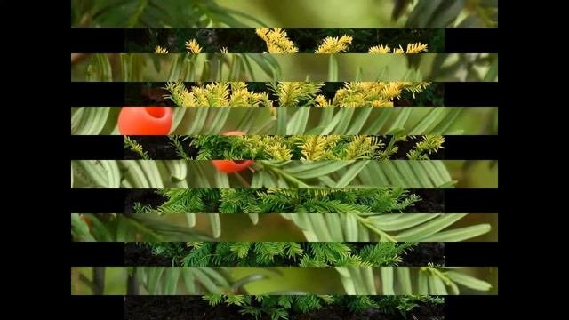 ТИСС  TAXUS  сем. Тисовые