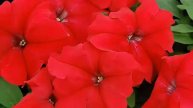 Get to Know Petunia - Sun-Loving Plants