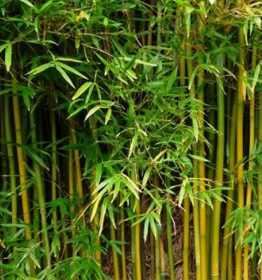Бамбук может захватить ваш участок.