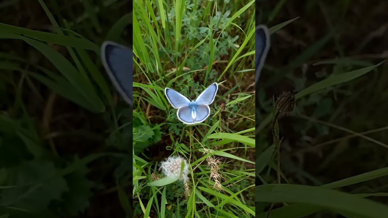 Интересные красивые голубые бабочки весной Interesting beautiful blue butterflies in spring 有趣的美丽蓝色蝴