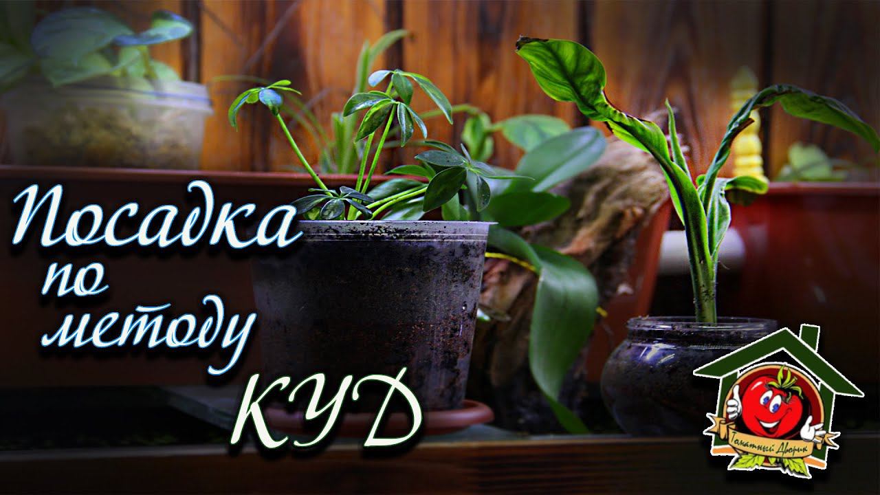 Посадка растений по КУД