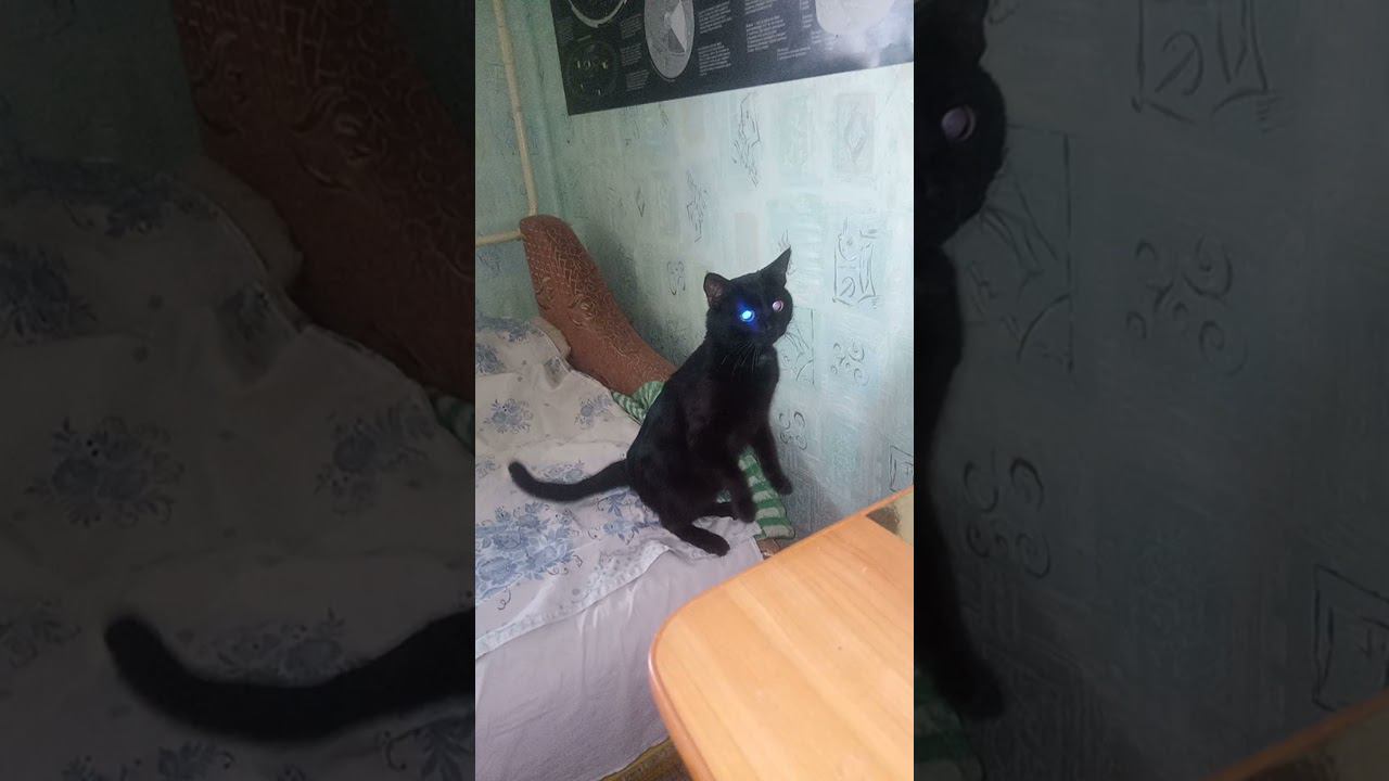 Котик Гришка