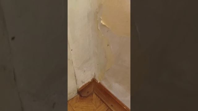 Ужас! В доме грызуны!
