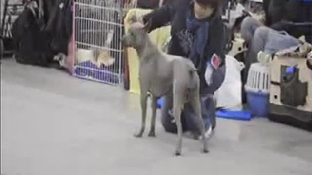 "Russia-2011" First Klub Show Thai Ridgeback Dog - - Females - Intermed class