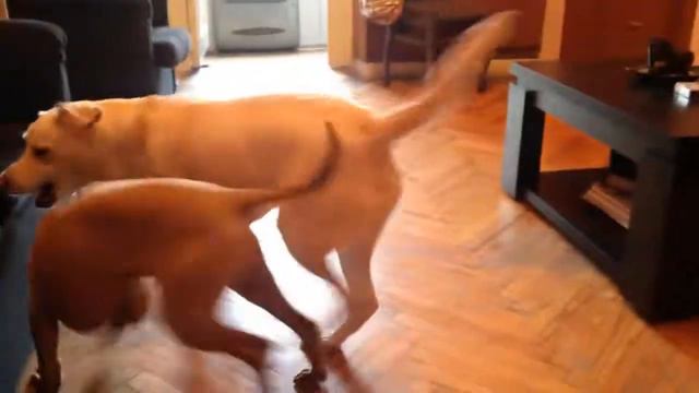 Thai Ridgeback Jessie (3 months) and Labrador Lulu тайский риджбек Джесси (3 мес.) и лабрадор Лулу