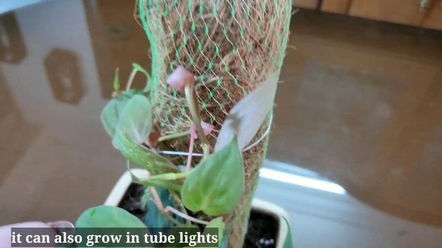 Philodendron Hederaceum/Philodendron Micans/Philodendron Velvet Leaf|how To Grow Philodendron