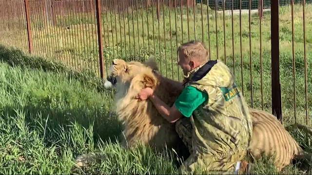 Молодой лев Султан ИЩЕТ ЗАЩИТЫ У ЧЕЛОВЕКА ! Russian Lion man !