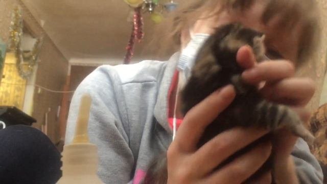 ? У кошки нет молока, выкармливаю смесью. Бездомная Британская кошка. #словопацана #васянасене