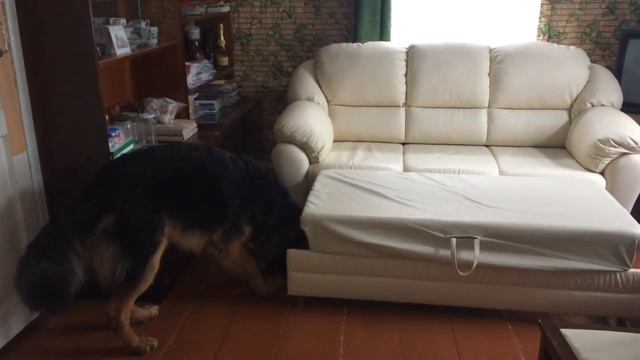 Развивающие игры для собак. Команда "искать". Brain games for dogs. Find it