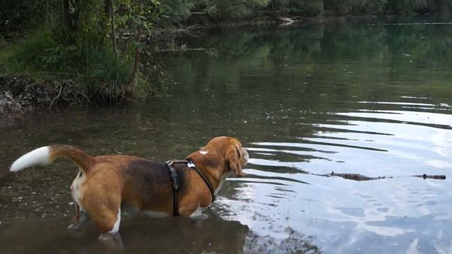 Бигль...и жарко...и страшно...А за палочкой все же надо плыть...