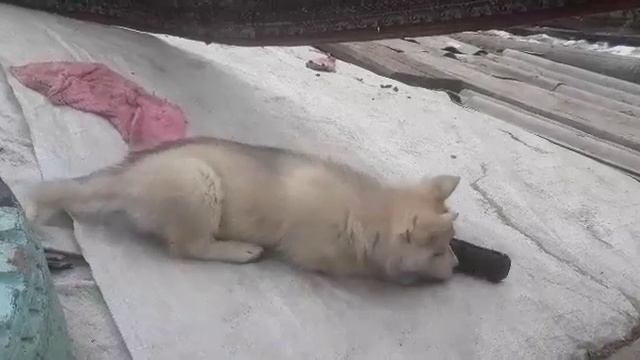 ДИЕТА ДЛЯ ХАСКИ ГОЛОДАЮ!! :(  9.0